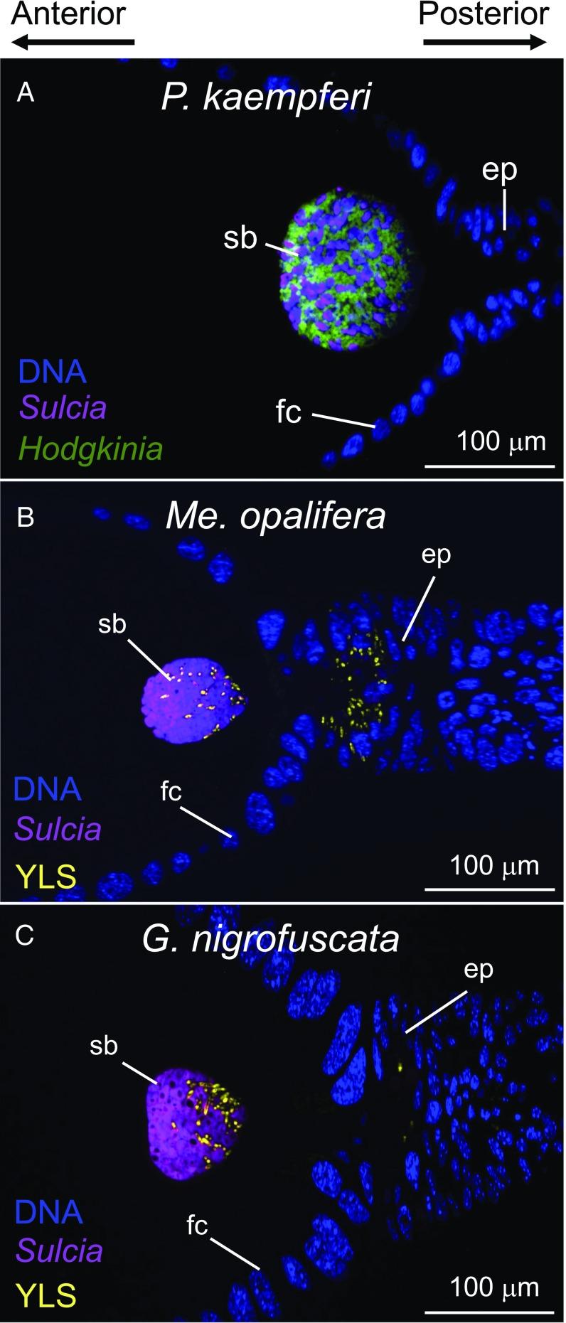 https://cdn.ncbi.nlm.nih.gov/pmc/blobs/25a4/6042066/a902146cae67/pnas.1803245115fig04.jpg