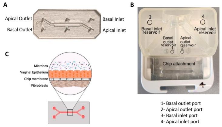 https://cdn.ncbi.nlm.nih.gov/pmc/blobs/25ac/11118005/400d9b169f86/biosensors-14-00225-g007.jpg