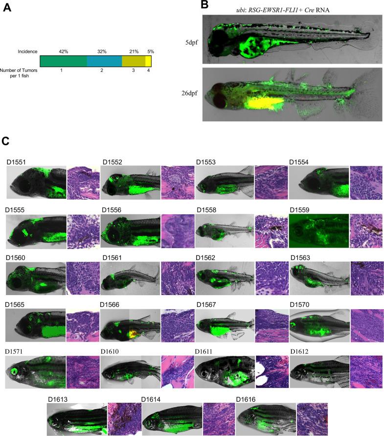https://cdn.ncbi.nlm.nih.gov/pmc/blobs/25b9/8942468/3bd56a2b64cc/elife-69734-fig1-figsupp3.jpg