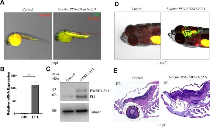 https://cdn.ncbi.nlm.nih.gov/pmc/blobs/25b9/8942468/6bd87217bd30/elife-69734-fig1-figsupp2.jpg