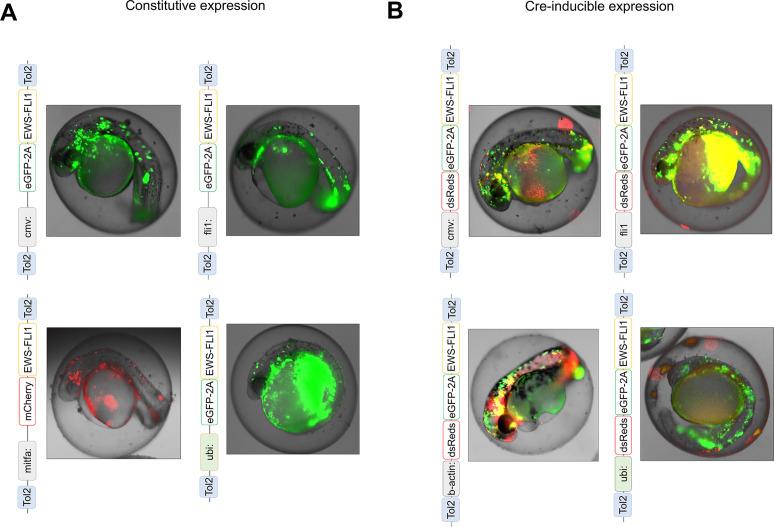 https://cdn.ncbi.nlm.nih.gov/pmc/blobs/25b9/8942468/9566d99d74d8/elife-69734-fig1-figsupp1.jpg