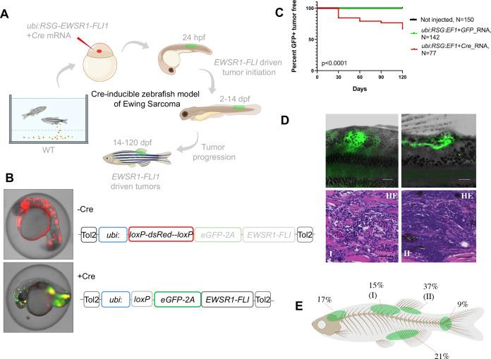 https://cdn.ncbi.nlm.nih.gov/pmc/blobs/25b9/8942468/a5e8ec043788/elife-69734-fig1.jpg