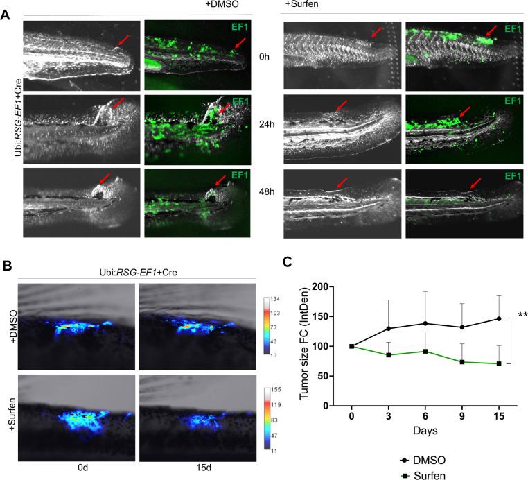 https://cdn.ncbi.nlm.nih.gov/pmc/blobs/25b9/8942468/c59cbe17f500/elife-69734-fig7.jpg
