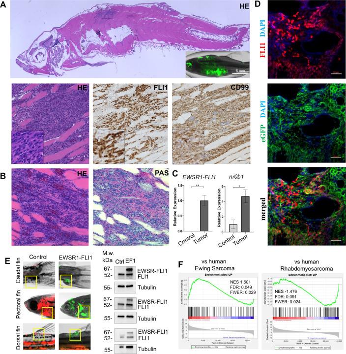 https://cdn.ncbi.nlm.nih.gov/pmc/blobs/25b9/8942468/c82cf685487f/elife-69734-fig2.jpg
