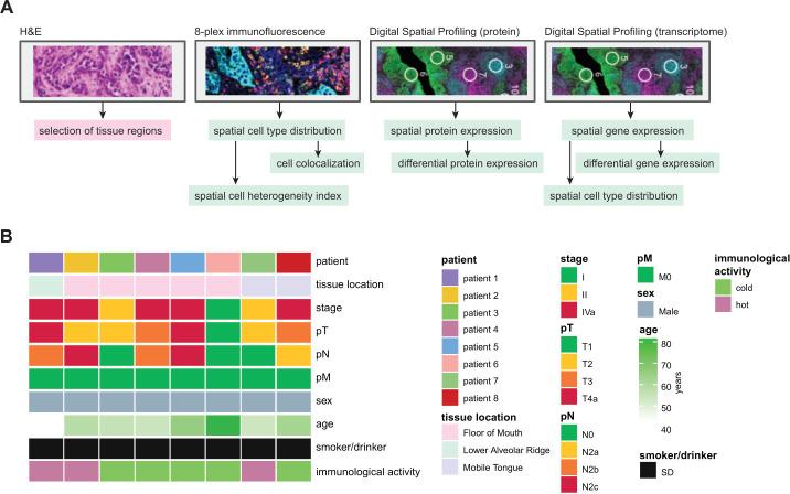 https://cdn.ncbi.nlm.nih.gov/pmc/blobs/25be/12198833/b76ceadc6712/jitc-13-6-g001.jpg
