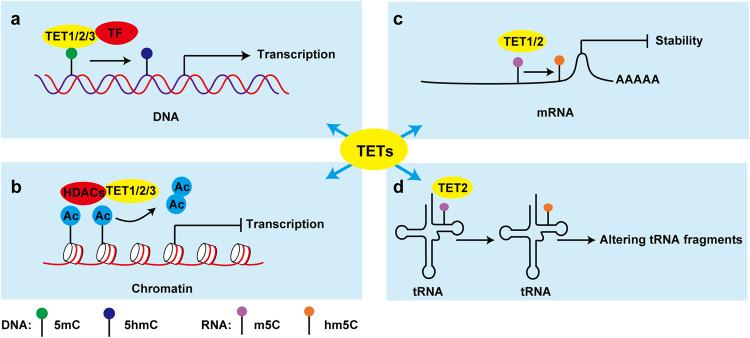 https://cdn.ncbi.nlm.nih.gov/pmc/blobs/25c1/10415333/241bca172327/41392_2023_1537_Fig3_HTML.jpg