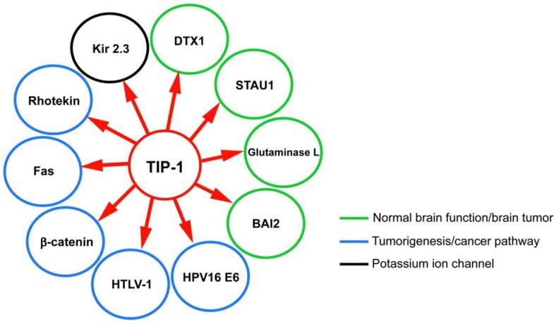 https://cdn.ncbi.nlm.nih.gov/pmc/blobs/25ca/4381219/96ee54233d73/biology-04-00088-g004.jpg