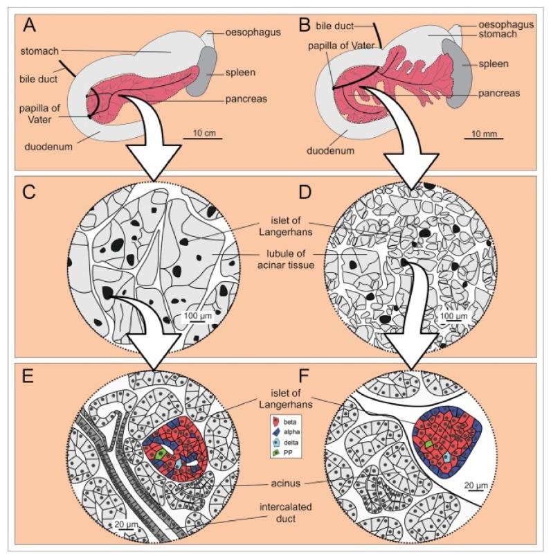 https://cdn.ncbi.nlm.nih.gov/pmc/blobs/25d9/8533367/420ddfcebec9/biomedicines-09-01415-g001.jpg
