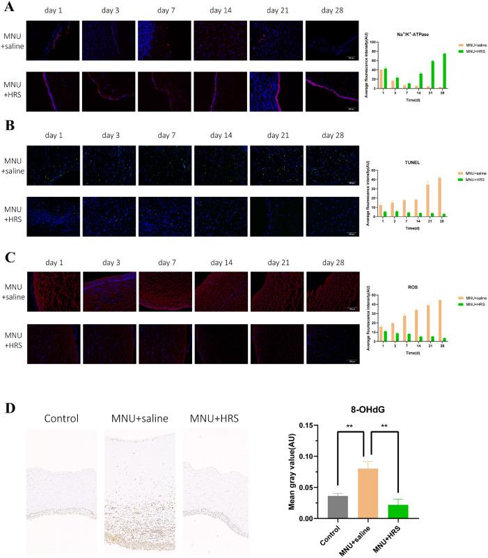 https://cdn.ncbi.nlm.nih.gov/pmc/blobs/25e2/8267183/57a15a488a44/iovs-62-9-2-f006.jpg