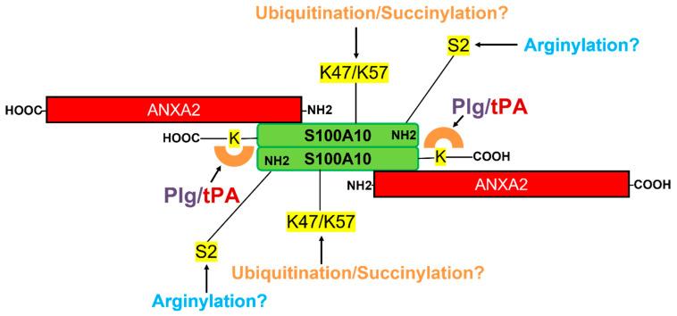 https://cdn.ncbi.nlm.nih.gov/pmc/blobs/25f3/8698604/2db493756550/biomolecules-11-01772-g004.jpg