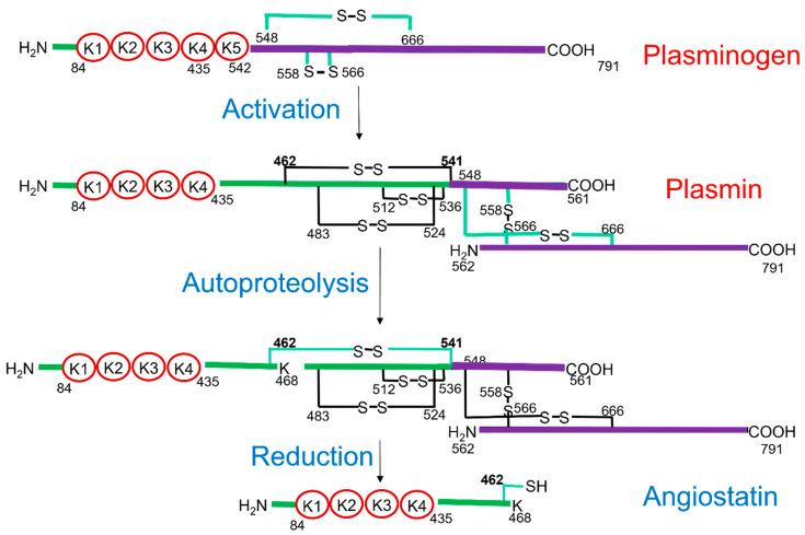 https://cdn.ncbi.nlm.nih.gov/pmc/blobs/25f3/8698604/49b30abb9c30/biomolecules-11-01772-g005.jpg