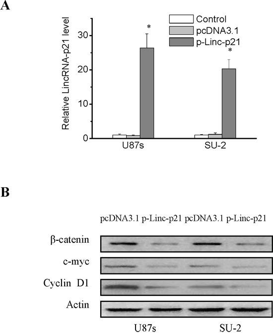 https://cdn.ncbi.nlm.nih.gov/pmc/blobs/25f6/5173075/521ffe8c786d/oncotarget-07-41505-g002.jpg