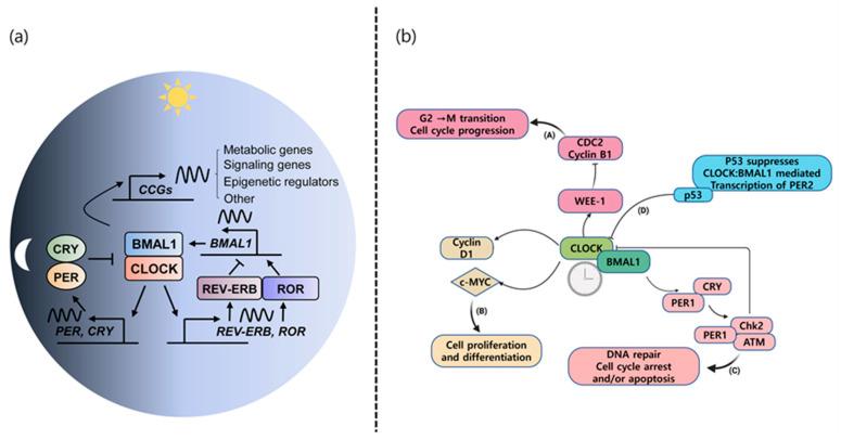 https://cdn.ncbi.nlm.nih.gov/pmc/blobs/260b/11276798/79e25518a936/ijms-25-07530-g001.jpg