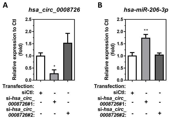 https://cdn.ncbi.nlm.nih.gov/pmc/blobs/2614/11505732/92eae21a6985/cells-13-01725-g004.jpg