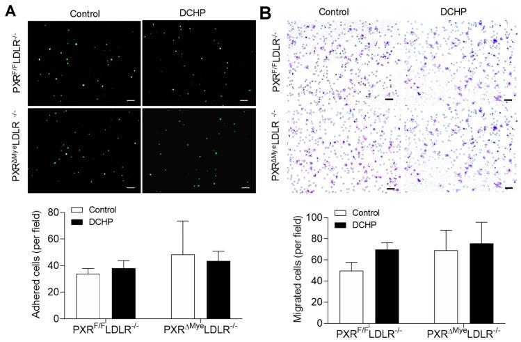 https://cdn.ncbi.nlm.nih.gov/pmc/blobs/2616/8997706/589b773251ba/cells-11-01125-g003.jpg