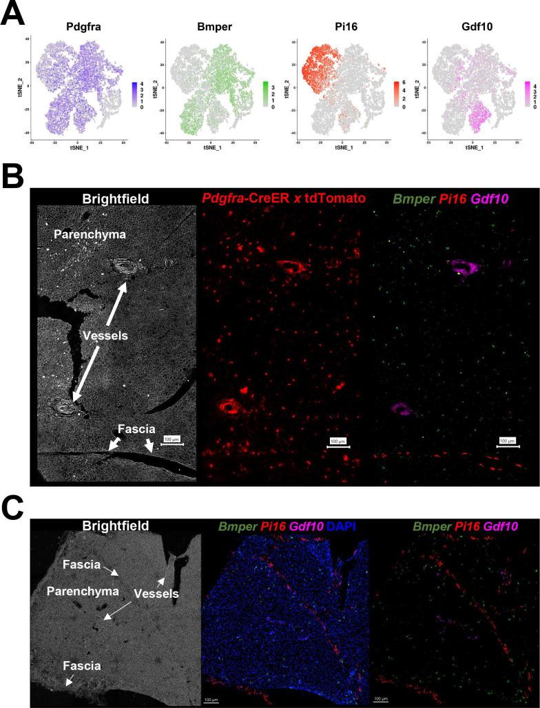 https://cdn.ncbi.nlm.nih.gov/pmc/blobs/261d/9348851/79593dd4d8ba/elife-80167-fig3.jpg