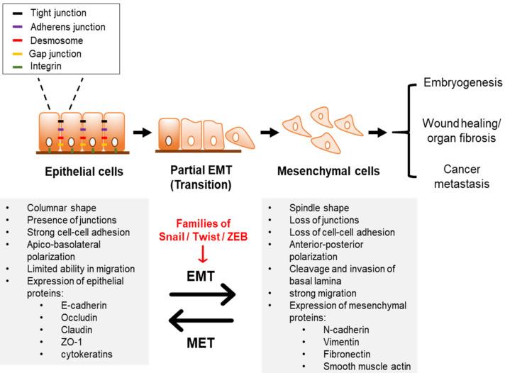 https://cdn.ncbi.nlm.nih.gov/pmc/blobs/2633/8037257/bcba96383158/ijms-22-03591-g001.jpg