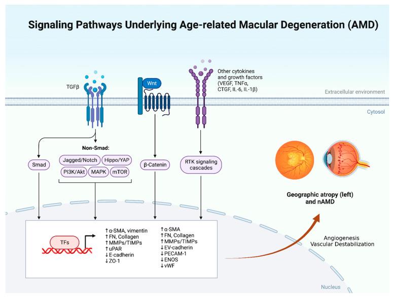 https://cdn.ncbi.nlm.nih.gov/pmc/blobs/2644/9688017/3aa2e66a6d23/biomolecules-12-01629-g001.jpg