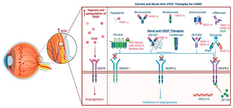 https://cdn.ncbi.nlm.nih.gov/pmc/blobs/2644/9688017/6296817e71da/biomolecules-12-01629-g002.jpg