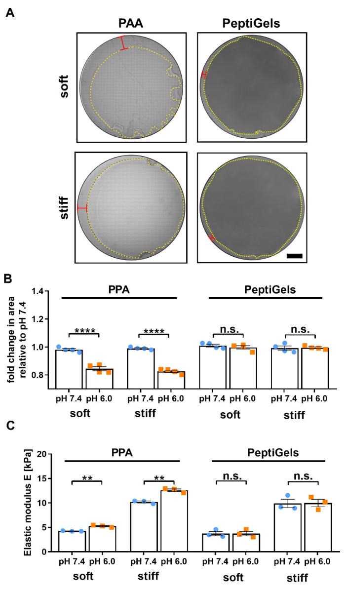 https://cdn.ncbi.nlm.nih.gov/pmc/blobs/267a/8267709/71958a54eede/cancers-13-03286-g001.jpg