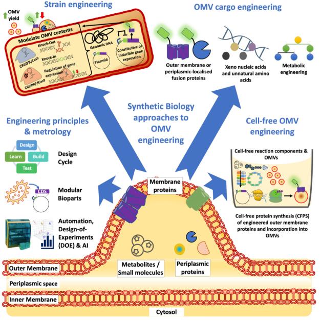https://cdn.ncbi.nlm.nih.gov/pmc/blobs/268b/11648402/699c5589cd46/evcna-4-2-255.fig.1.jpg