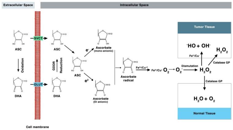 https://cdn.ncbi.nlm.nih.gov/pmc/blobs/268b/7761324/b20d572ad94b/antioxidants-09-01182-g003.jpg