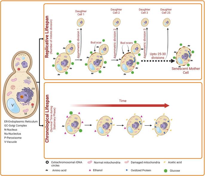 https://cdn.ncbi.nlm.nih.gov/pmc/blobs/268d/11736263/4c2f2de87643/f1000research-12-175742-g0000.jpg