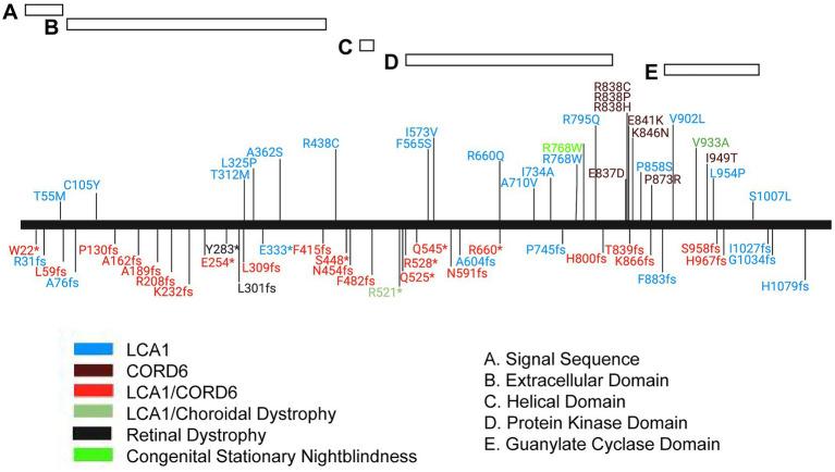 https://cdn.ncbi.nlm.nih.gov/pmc/blobs/26c1/9868315/0bce9fe85da1/fnmol-15-1080136-g007.jpg