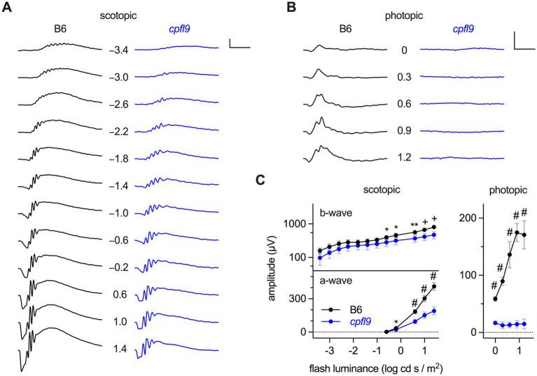 https://cdn.ncbi.nlm.nih.gov/pmc/blobs/26c1/9868315/8c59fe08ce7d/fnmol-15-1080136-g001.jpg