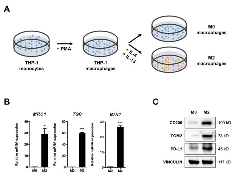 https://cdn.ncbi.nlm.nih.gov/pmc/blobs/26de/12348448/03495bc72735/molecules-30-03099-g001.jpg