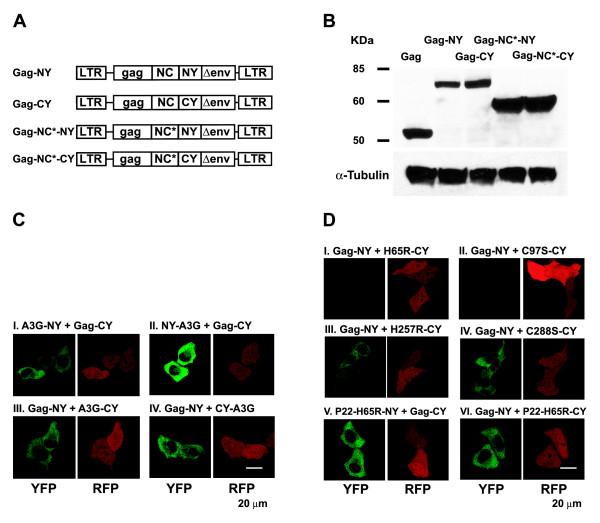 https://cdn.ncbi.nlm.nih.gov/pmc/blobs/26df/2700067/c8e00eece9f0/1742-4690-6-56-8.jpg