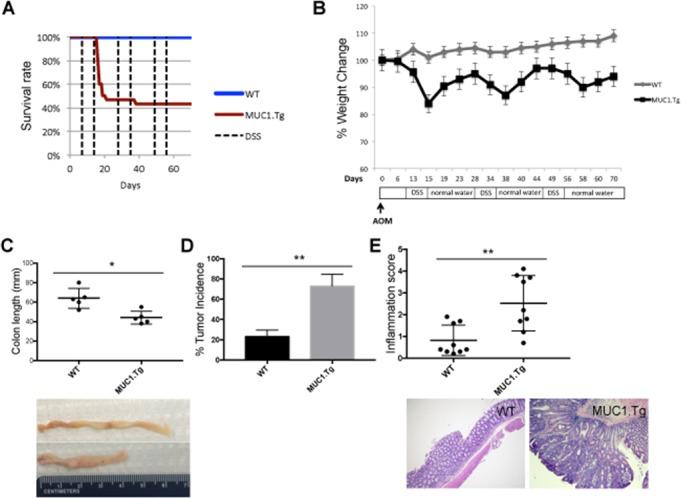 https://cdn.ncbi.nlm.nih.gov/pmc/blobs/26e7/5739638/7a600415e48f/oncotarget-08-105284-g001.jpg