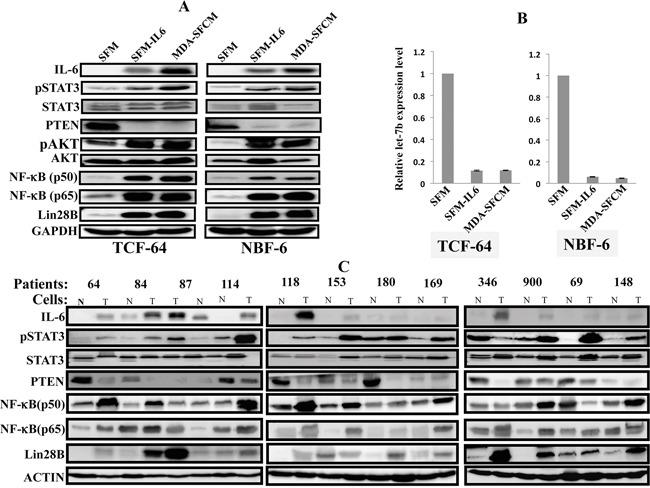https://cdn.ncbi.nlm.nih.gov/pmc/blobs/26fd/5173109/6745da20e328/oncotarget-07-41974-g002.jpg
