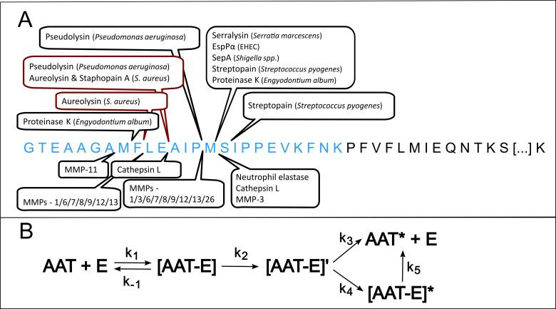 https://cdn.ncbi.nlm.nih.gov/pmc/blobs/26fe/11611844/6d3e71f4ff8c/fimmu-15-1481181-g001.jpg