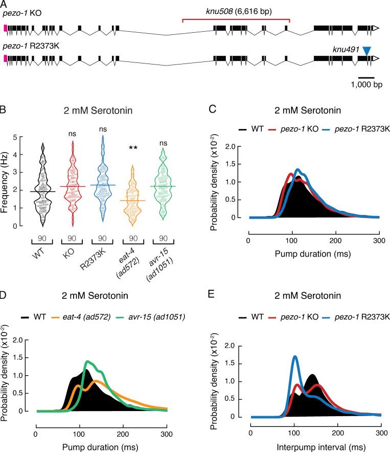 https://cdn.ncbi.nlm.nih.gov/pmc/blobs/273c/8647359/0e02b1b59c55/JGP_202112960_Fig3.jpg