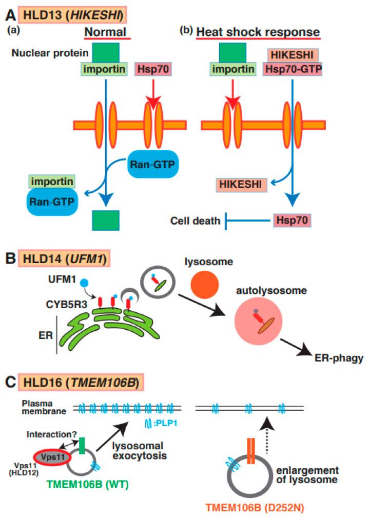 https://cdn.ncbi.nlm.nih.gov/pmc/blobs/275a/10538087/0eb51d06c876/neurolint-15-00072-g007.jpg