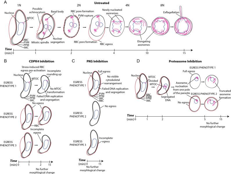 https://cdn.ncbi.nlm.nih.gov/pmc/blobs/275f/8853644/2ae730e03e17/ppat.1010276.g005.jpg