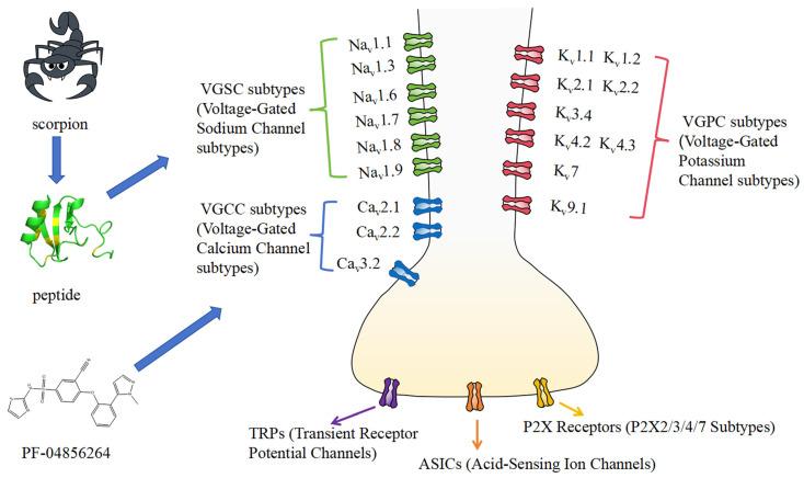 https://cdn.ncbi.nlm.nih.gov/pmc/blobs/276d/11946205/bea7a0cf6bc7/toxins-17-00114-g001.jpg