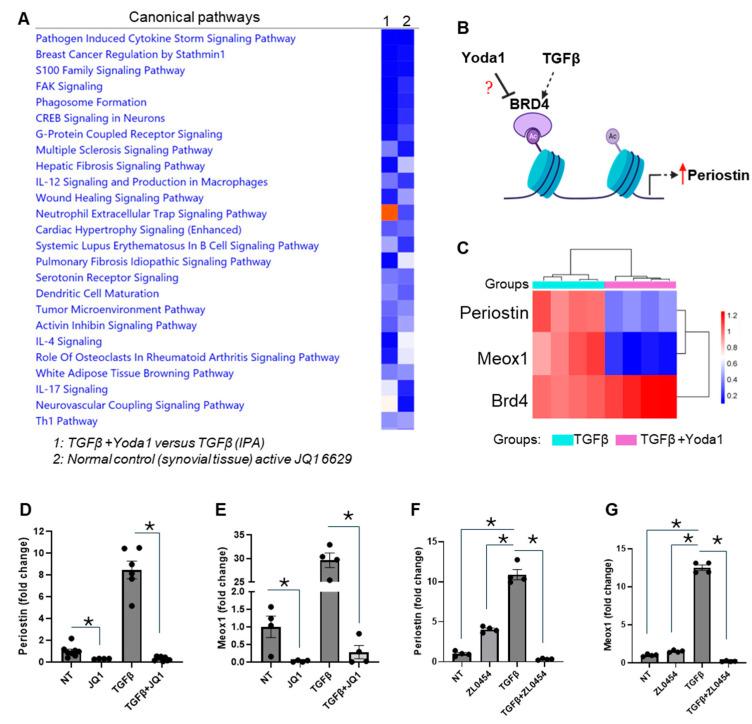 https://cdn.ncbi.nlm.nih.gov/pmc/blobs/279b/12249368/c6f138fd84a2/cells-14-01028-g005.jpg