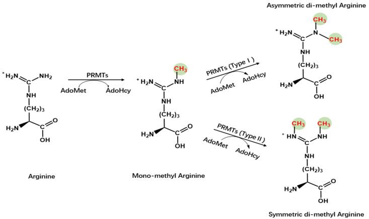 https://cdn.ncbi.nlm.nih.gov/pmc/blobs/279f/10819338/e0079cf48433/molecules-29-00360-g001.jpg