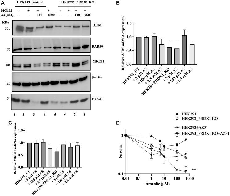 https://cdn.ncbi.nlm.nih.gov/pmc/blobs/27e0/12088036/3c75c637c812/oncotarget-16-28720-g003.jpg