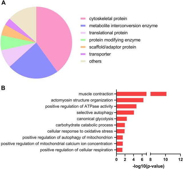 https://cdn.ncbi.nlm.nih.gov/pmc/blobs/27e6/9298736/b96dca4b7b57/fphys-13-928195-g002.jpg