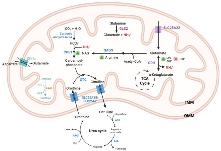 https://cdn.ncbi.nlm.nih.gov/pmc/blobs/2814/12300550/615186f48b94/metabolites-15-00446-g001.jpg