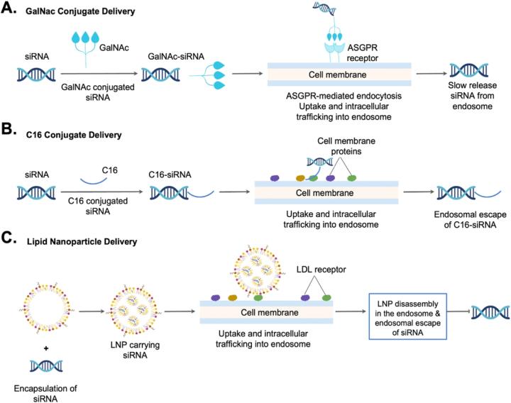 https://cdn.ncbi.nlm.nih.gov/pmc/blobs/2841/12041848/867d64064444/j_nipt-2024-0013_fig_004.jpg