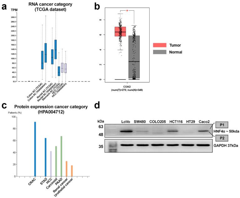 https://cdn.ncbi.nlm.nih.gov/pmc/blobs/288e/12025726/11f042f7ba6c/cells-14-00599-g001.jpg