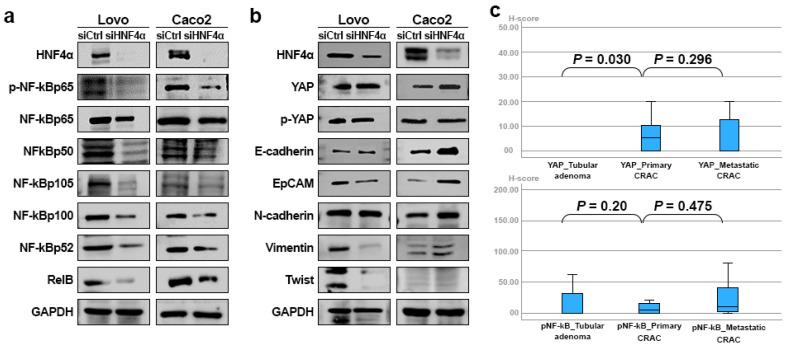 https://cdn.ncbi.nlm.nih.gov/pmc/blobs/288e/12025726/8990446ed39d/cells-14-00599-g005.jpg