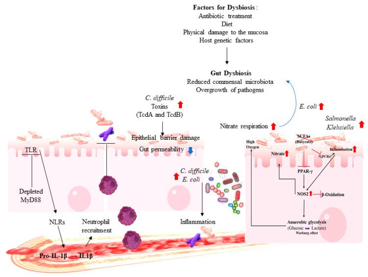 https://cdn.ncbi.nlm.nih.gov/pmc/blobs/2893/7602490/36c542e47e46/microorganisms-08-01587-g002.jpg