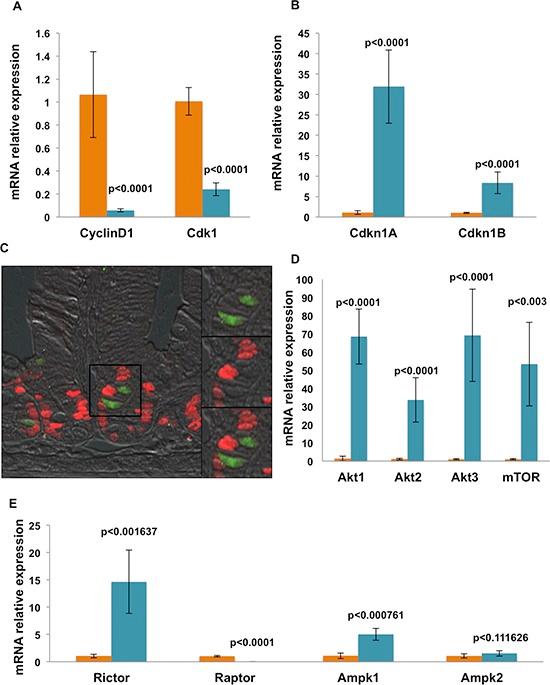https://cdn.ncbi.nlm.nih.gov/pmc/blobs/2911/4741574/a91d3b2d4aaf/oncotarget-06-30876-g002.jpg