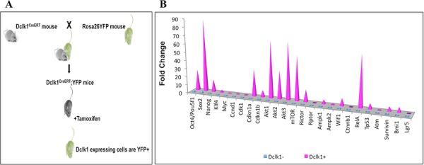 https://cdn.ncbi.nlm.nih.gov/pmc/blobs/2911/4741574/e04ef63d1a66/oncotarget-06-30876-g005.jpg