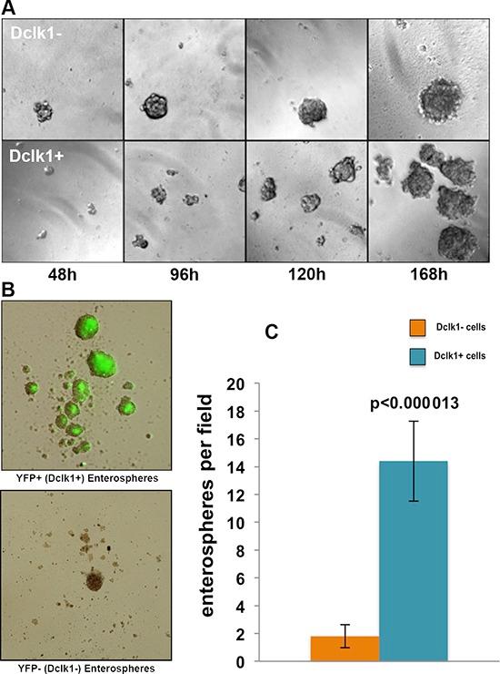 https://cdn.ncbi.nlm.nih.gov/pmc/blobs/2911/4741574/f2969c06de25/oncotarget-06-30876-g004.jpg